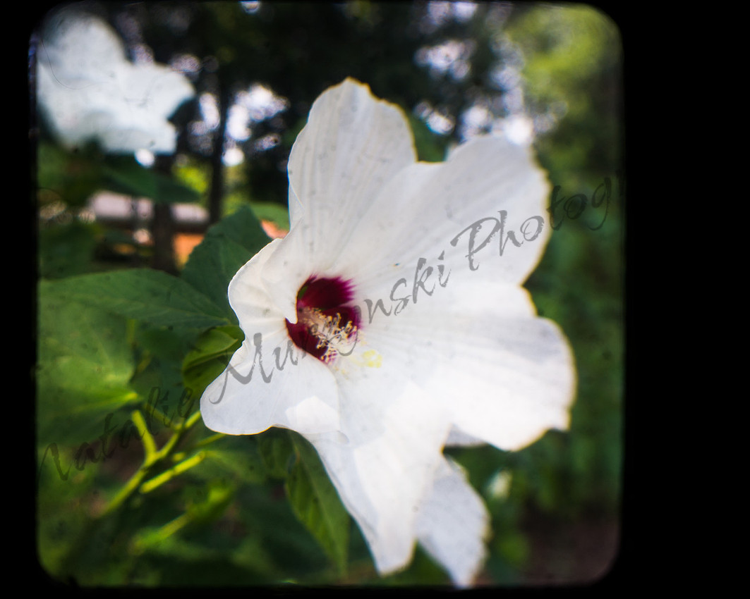TTV- Floral on Ground Glass Aug15 #10